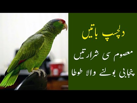Mitthu The Talking Parrot