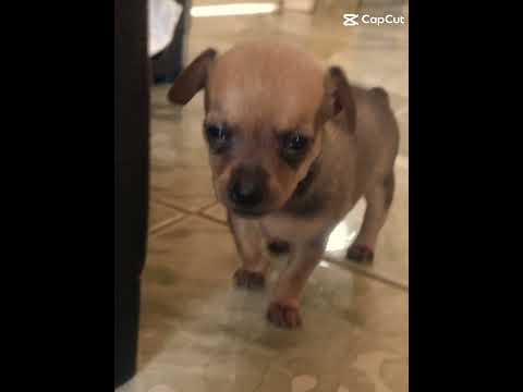 #naofloppa edit da minha dognha🐶🥰