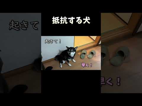 抵抗する犬