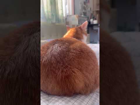 悩殺ヒップ!#元野良猫ころちゃん #デブねこ#猫ねこ親バカ日記