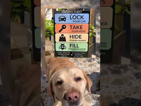 #memes #story #dog #shorts #pets