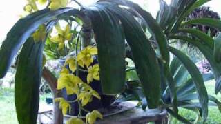 Orquideas Cycnoches. Floracion y cuidados - thptnganamst.edu.vn