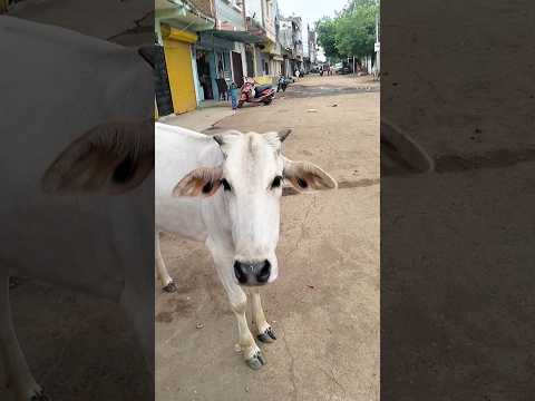 #dekh Mafia 💪👌👌🤣🤣🪭🤩🪭🤣🤣🤣🤣🤣🤣🤣🤣😭😂😂