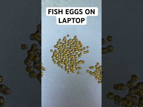 Fish Eggs on Laptop! 