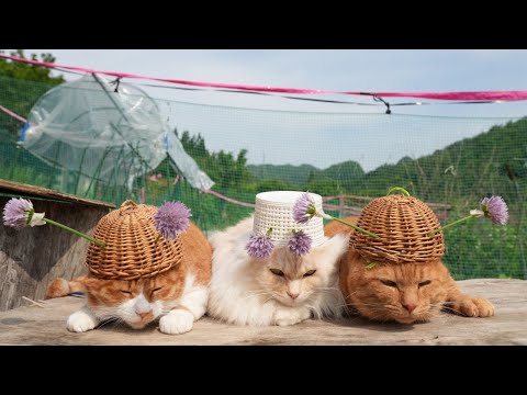 猫の動画サムネイル - あさつきの花　のせ猫　250629
