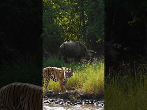 호랑이와 코뿔소... 물가를 두고 붙은 맞다이 / A Tiger and a Rhino Faced Off by the Water… Who Gave Up First?