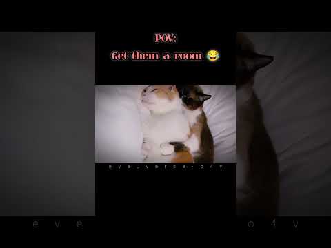 #cats #romanticcats #kittens #funnycats #cute #memes #funnyanimals #cuteanimal #pets #petlover #fypシ