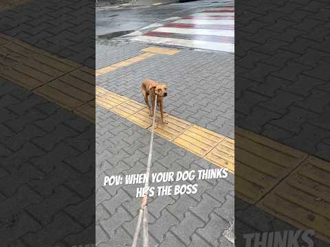 The Definition of Stubborn 🐶💢 #funny#dog#stubborn#funnydog #stubbornDog#dogsoftiktok #dogshorts