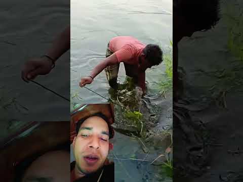 #fish#river#viral#bigfish#50kgweight