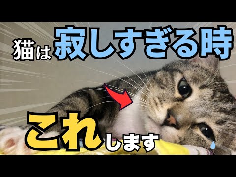 猫の寂しさを正しく見抜く：行動別サインと見逃さないポイント サムネイル