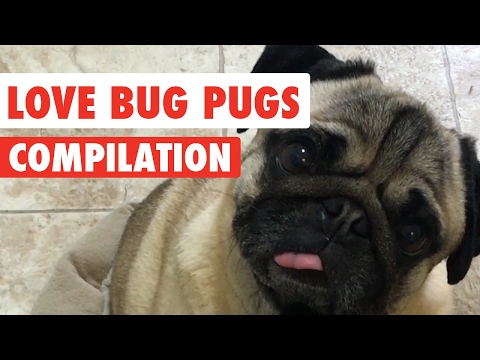 Love Bug Pugs Adorable Puppy Video Compilation 2017 - UCPIvT-zcQl2H0vabdXJGcpg