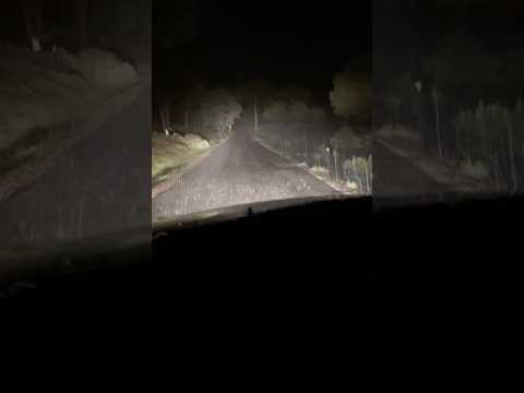 Esta carretera estaba llena de animales increíbles ! #viral #animales #anfibios