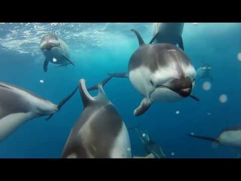 GoPro: Swimming with Dolphins TV Commercial - UCqhnX4jA0A5paNd1v-zEysw