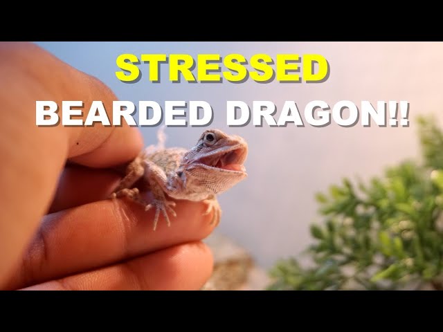 How To Destress A Bearded Dragon?