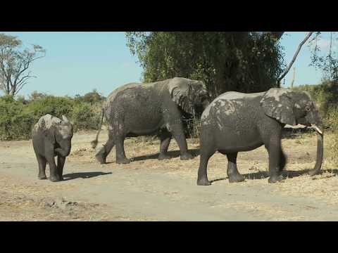 10 People Who Got Shockingly CLOSE To Large Creatures - UC1USVpNwJDn6EiNwqxqT80g