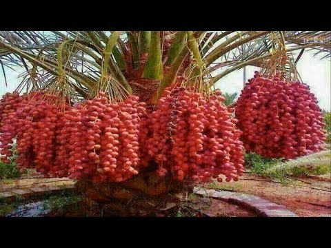 WOW!!! Most Amazing Fruits & Vegetables Farming Technique - Amazing Agriculture Technology