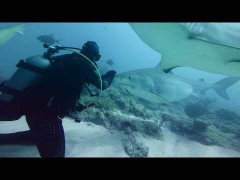 GoPro VR BTS: Diving with Sharks - UCqhnX4jA0A5paNd1v-zEysw