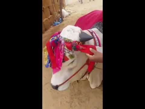 Sibbi Mela Winner 2016 Bull In Mawehshi Mandi Karachi