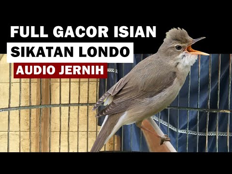 Burung kerak basi alis putih GACOR isian SIKATAN LONDO | Suara masteran kicau TERBAIK audio JERNIH