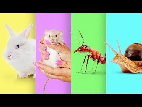 How to Make a Mini Animal Farm at Home - UCw5VDXH8up3pKUppIvcstNQ