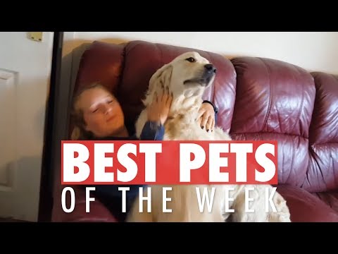 Best Pets of the Week | September 2018 Week 2 - UCPIvT-zcQl2H0vabdXJGcpg