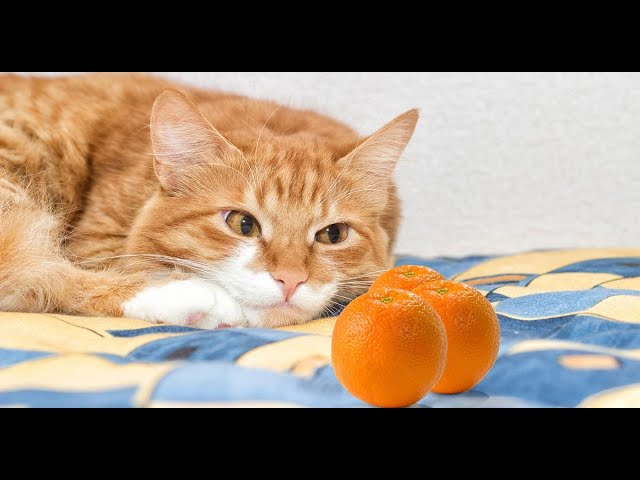 Can Cats Eat Citrus HayFarmGuy