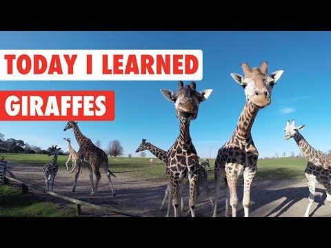 Today I Learned: Giraffes! - UCPIvT-zcQl2H0vabdXJGcpg