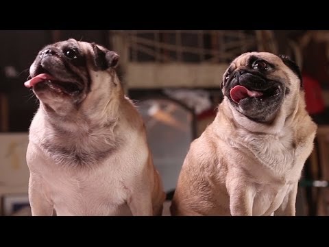 Amazing Animal Facts!: Pug Life! - UCPIvT-zcQl2H0vabdXJGcpg