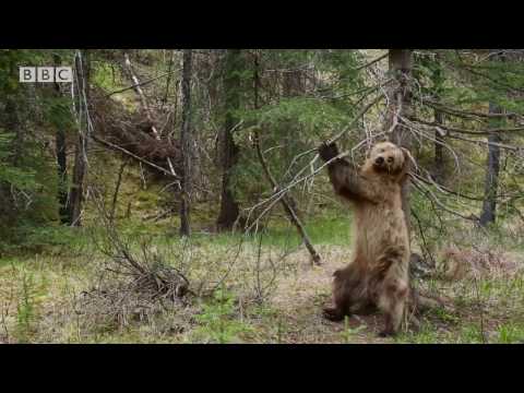 Bears Dancing To 'Jungle Boogie' | Planet Earth II - UCwmZiChSryoWQCZMIQezgTg