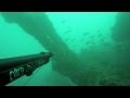 Tir d'un loup (ou bar) en chasse sous-marine