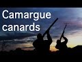 Chasse Camargue : Passée aux canards