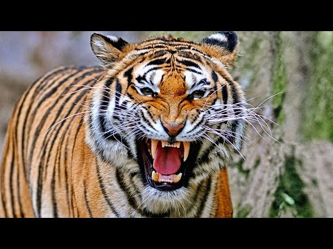 MOST DANGEROUS ANIMAL IN THE WORLD! (Far Cry Primal) - UCfLuMSIDmeWRYpuCQL0OJ6A