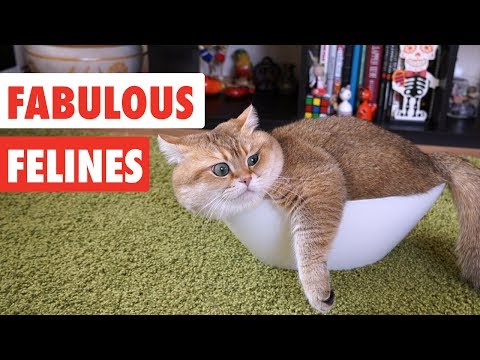 Fabulous Felines | Funny Cat Video Compilation 2017 - UCPIvT-zcQl2H0vabdXJGcpg