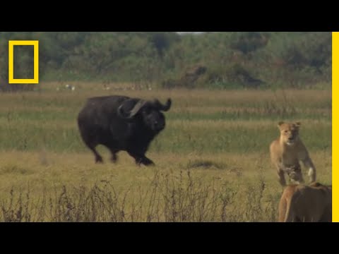 Buffalo Bull Chase - The Last Lions Deleted Scenes | National Geographic - UCpVm7bg6pXKo1Pr6k5kxG9A