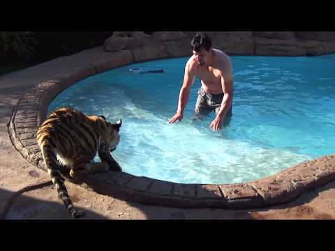 Why do tigers get in the water in the first place ? - UC3SIm-UNl4Ou381-PYKzU8w
