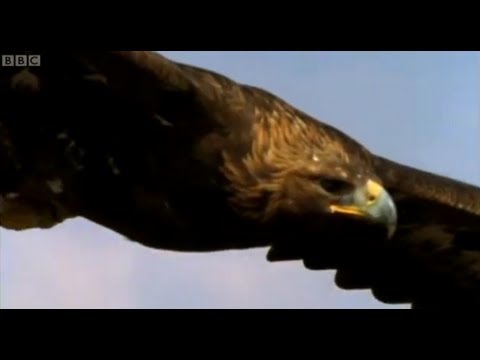 Eagle vs Hare | Predators | BBC Earth - UCwmZiChSryoWQCZMIQezgTg