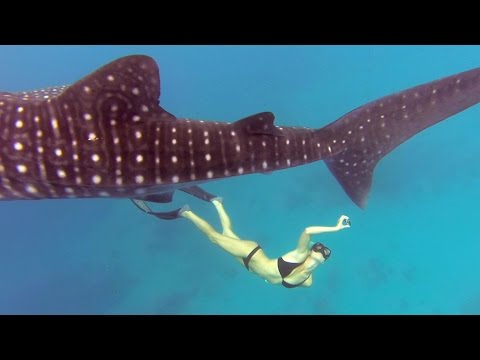 GoPro Awards: Ocean Ramsey and a Whale Shark - UCqhnX4jA0A5paNd1v-zEysw