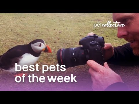 Best Pets of the Week - THE PERFECT PUFFIN | The Pet Collective - UCPIvT-zcQl2H0vabdXJGcpg