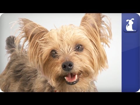 Doglopedia - Yorkshire Terrier - UCPIvT-zcQl2H0vabdXJGcpg