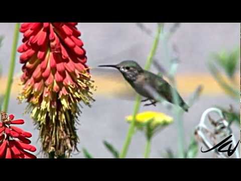 Birding in British Columbia 2012 - YouTube - UC0sYKQ8MjYjLYeaHDItPong