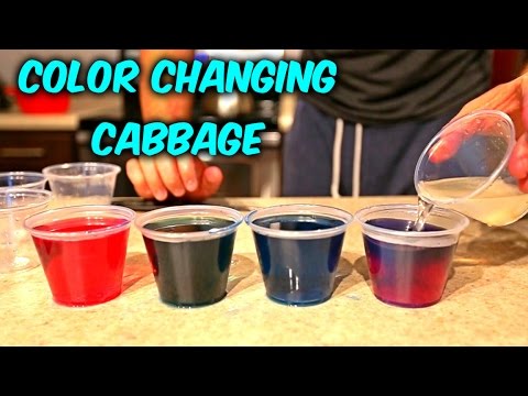 Color Changing Cabbage - Science Experiments - UCe_vXdMrHHseZ_esYUskSBw