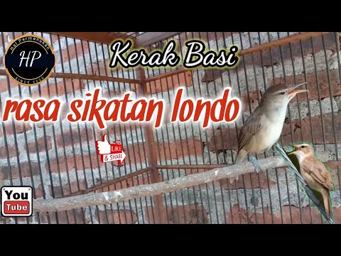 Kerak Basi alis putih gacor | kerak Basi rasa sikatan Londo | sikatan Londo KW