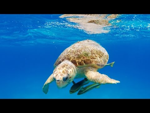 GoPro: 3D Sea Turtle with Andy Casagrande in 2.7K - UCqhnX4jA0A5paNd1v-zEysw