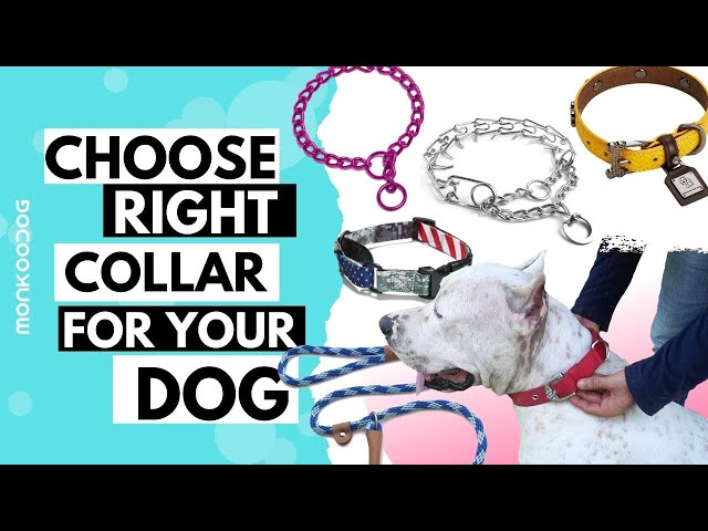 How to Find the Perfect Baseball Dog Collar