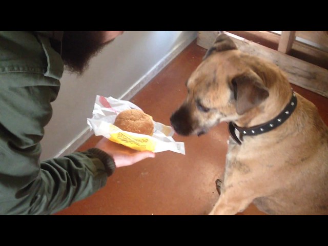 Can Dogs Eat Hamburger HayFarmGuy
