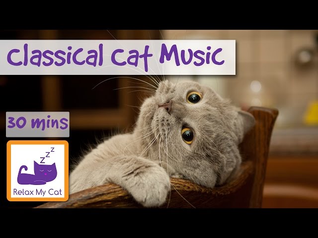 Classical Music for Cats