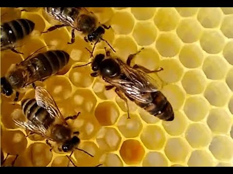 Bienen Königinnenzucht , Anbrüter aus Kunstschwarm