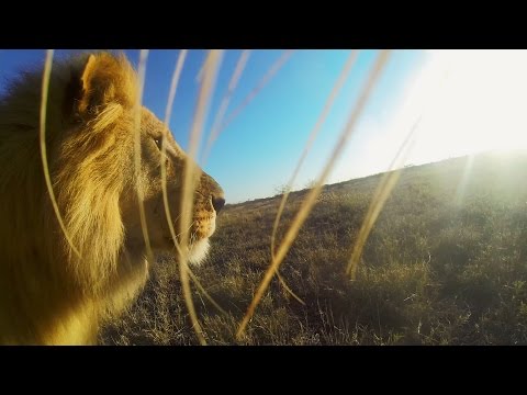 GoPro: Lion Mouth Cam - UCqhnX4jA0A5paNd1v-zEysw