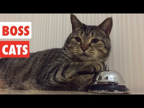 Boss Cats | Funny Cat Video Compilation 2017 - UCPIvT-zcQl2H0vabdXJGcpg