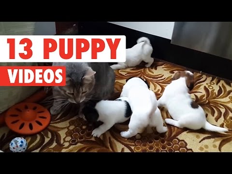13 Funny Puppies | Cute Dog Video Compilation 2017 - UCPIvT-zcQl2H0vabdXJGcpg